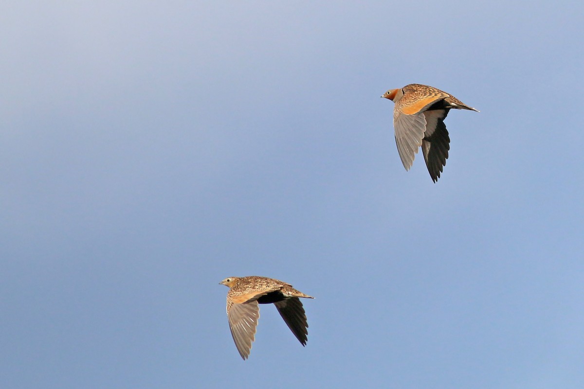 Black-bellied Sandgrouse - ML623399395