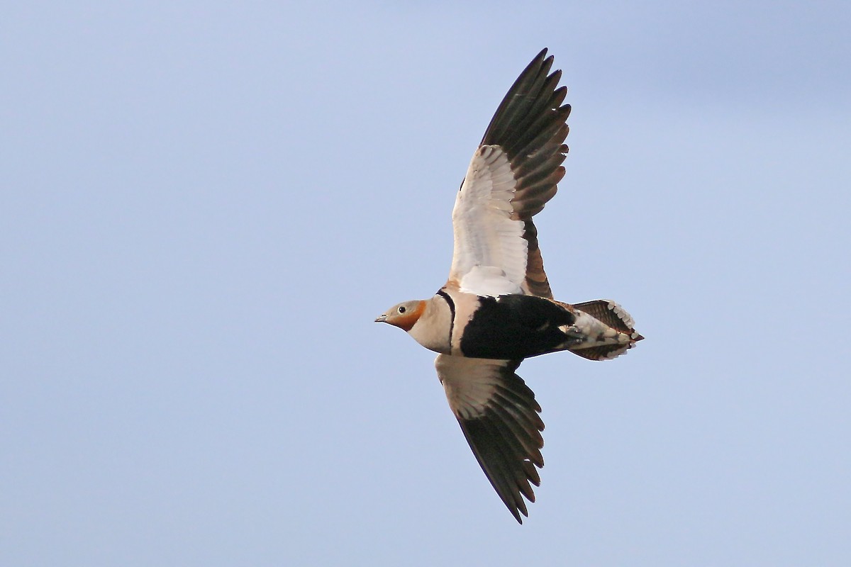 Black-bellied Sandgrouse - ML623399396