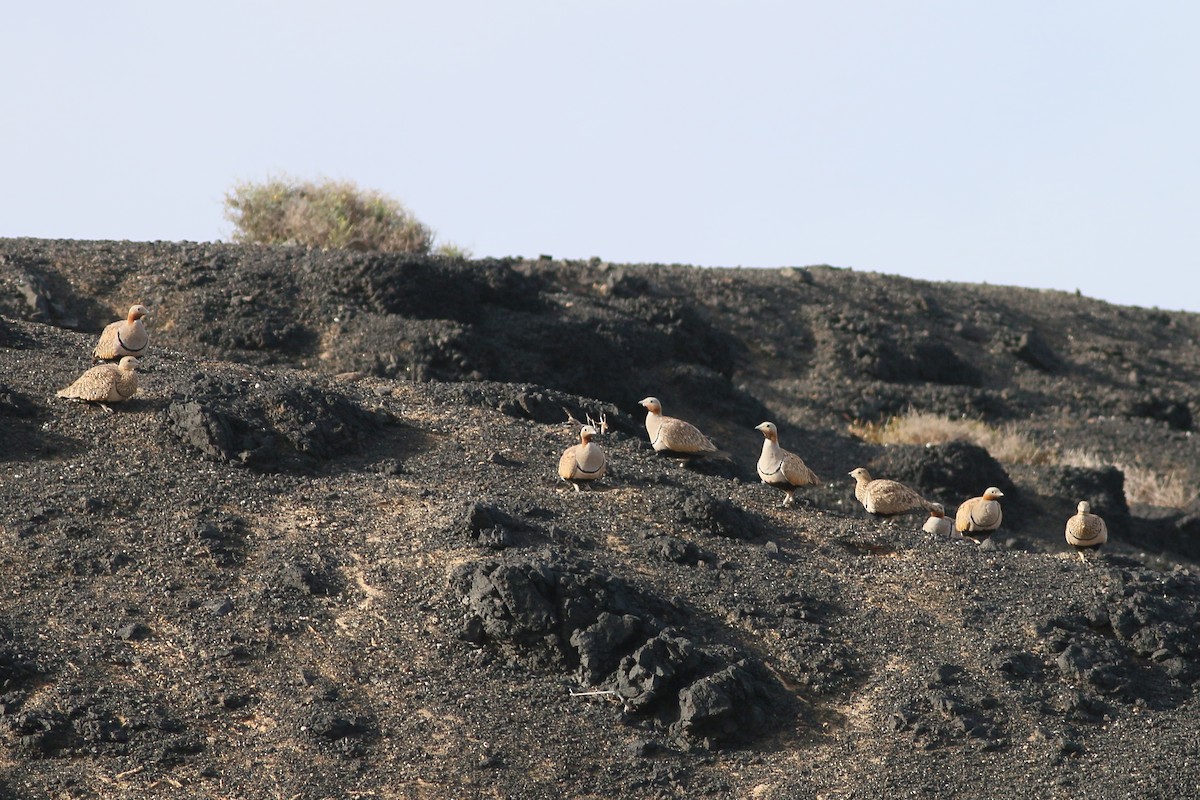 Black-bellied Sandgrouse - ML623399398