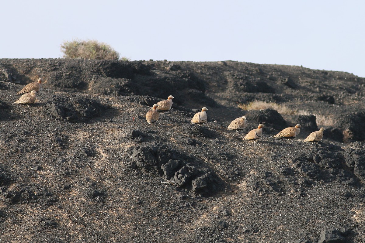 Black-bellied Sandgrouse - ML623399399