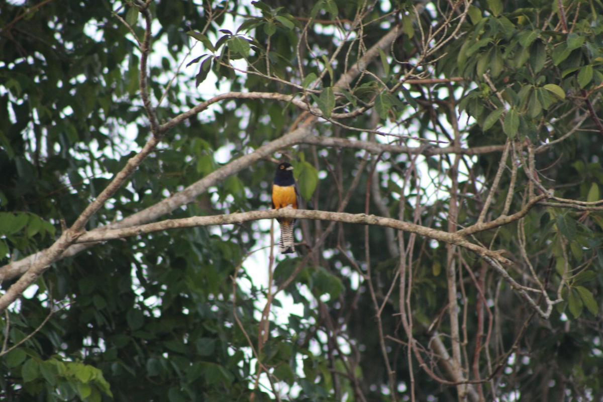 Gartered Trogon - ML623399434