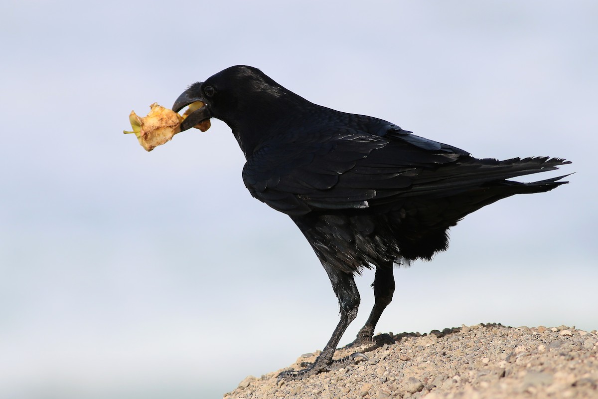 Common Raven - ML623399438