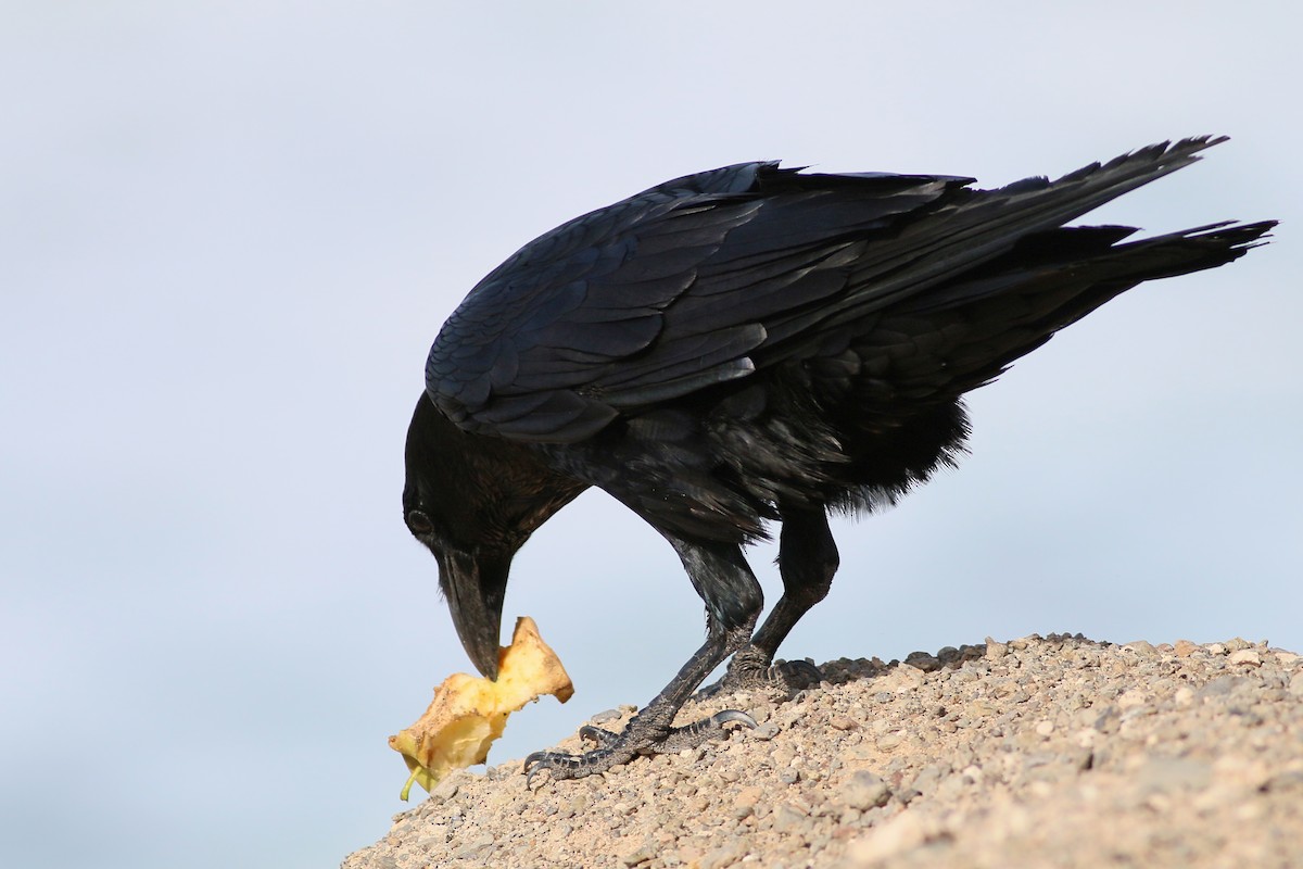 Common Raven - ML623399439