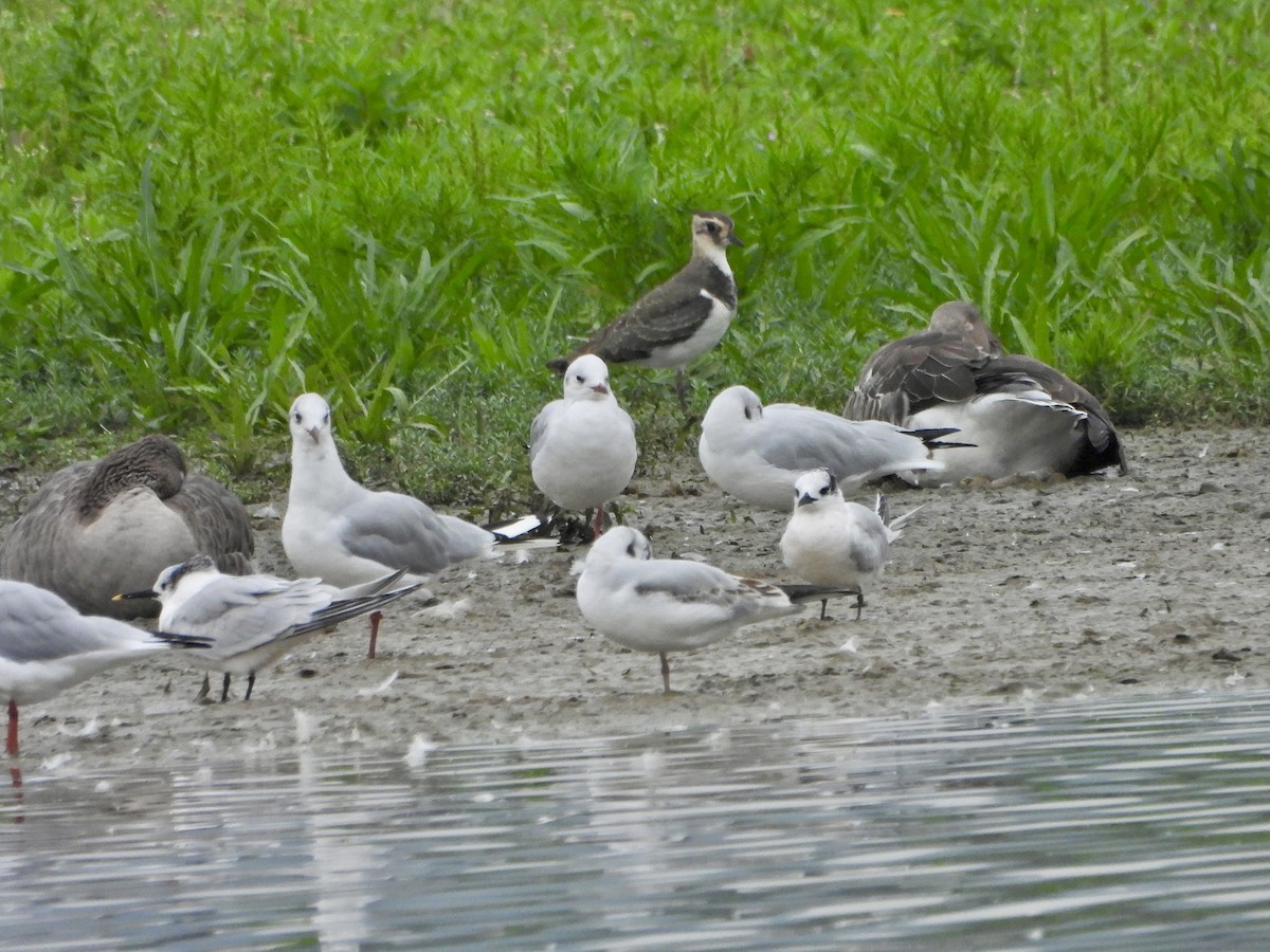 Sandwich Tern - Marcus Warden