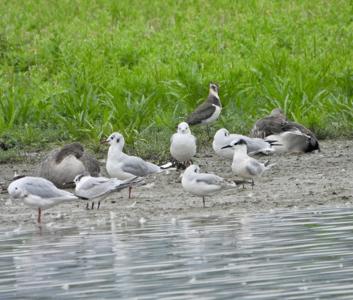 Sandwich Tern - ML623399442