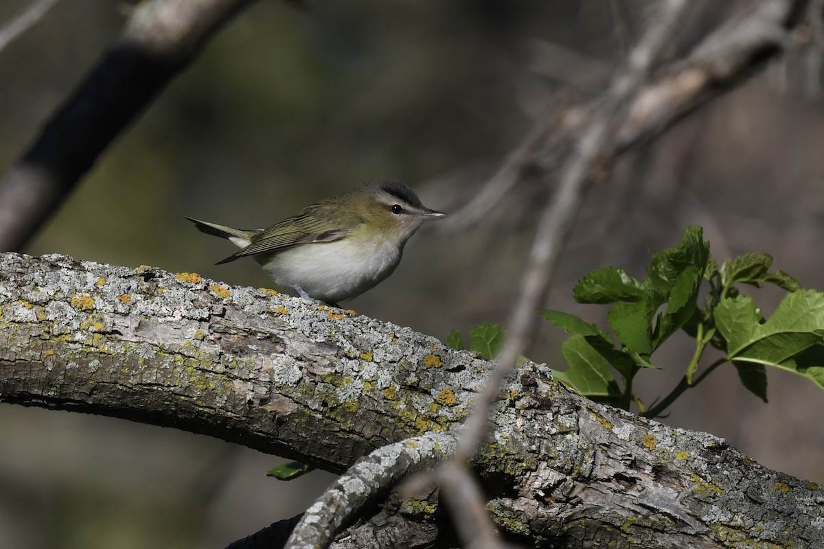 Red-eyed Vireo - ML623399446