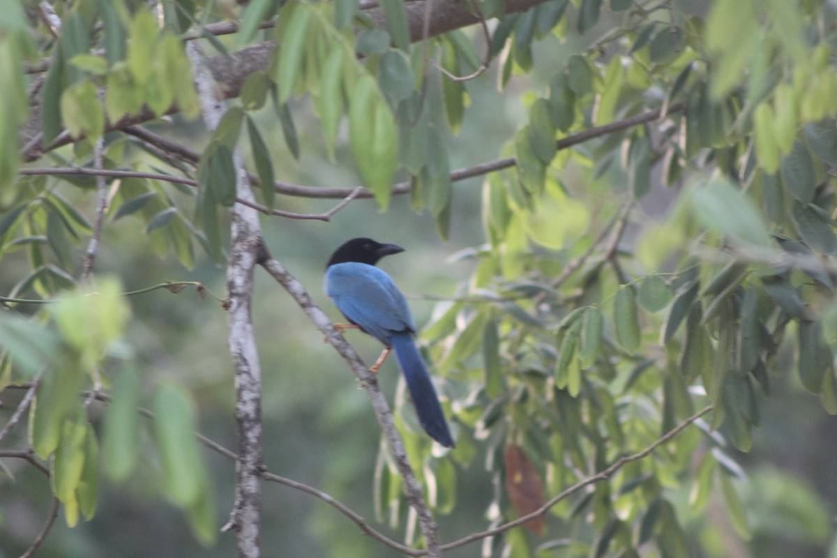 Yucatan Jay - ML623399449