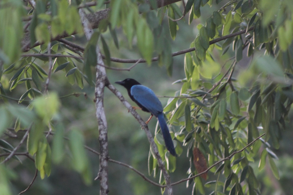 Yucatan Jay - ML623399450