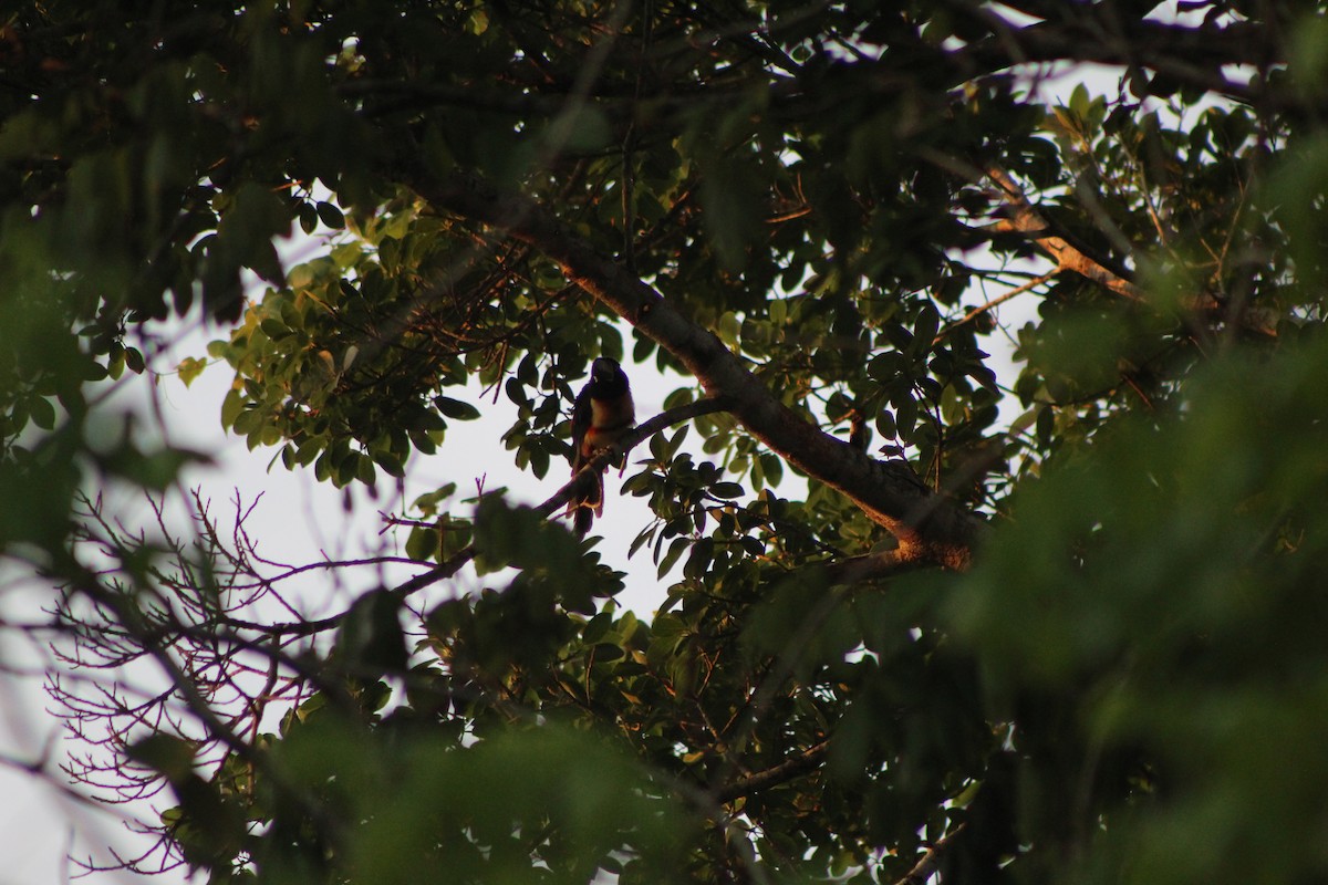 Collared Aracari - Roberto Patiño Ramirez