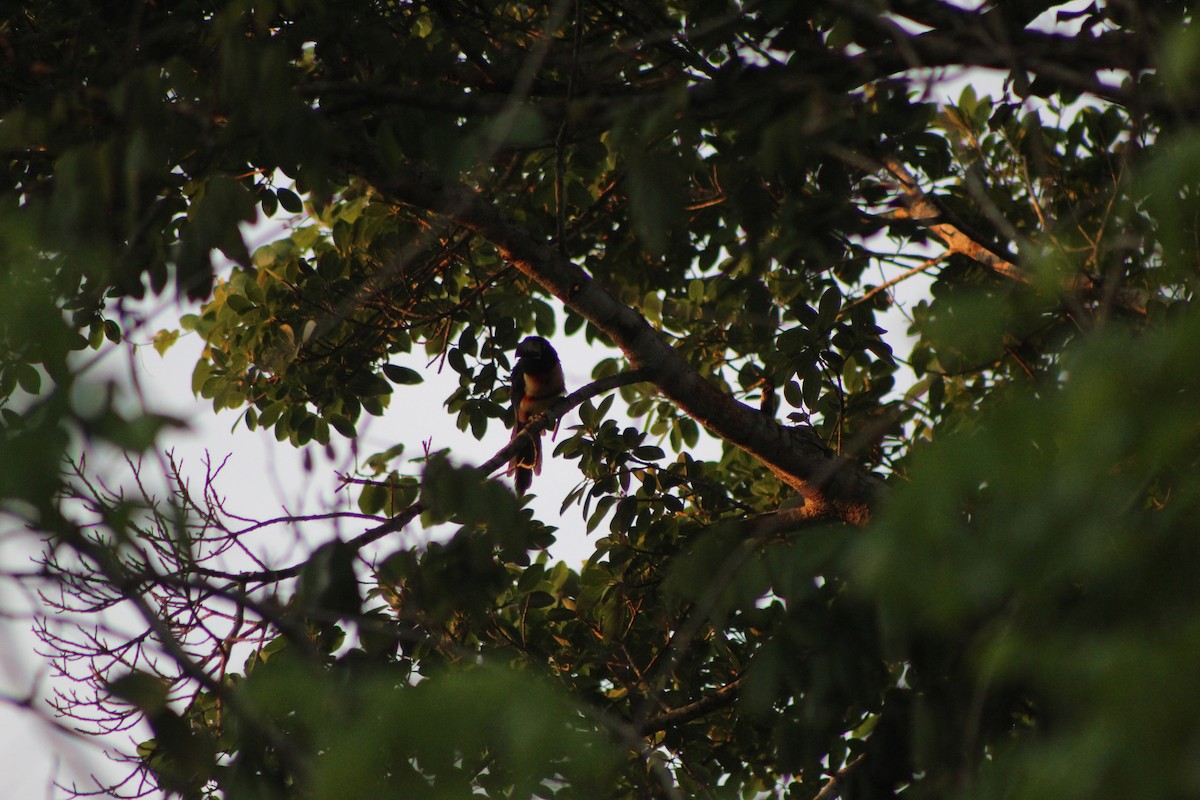 Collared Aracari - ML623399459