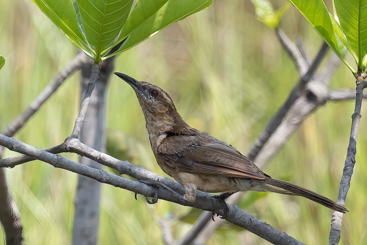 Bicolored Wren - ML623399505