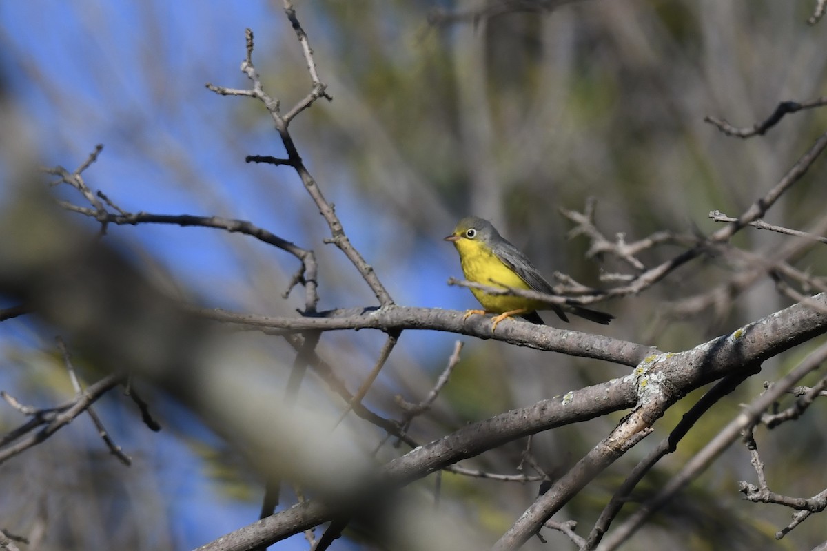 Canada Warbler - ML623399528