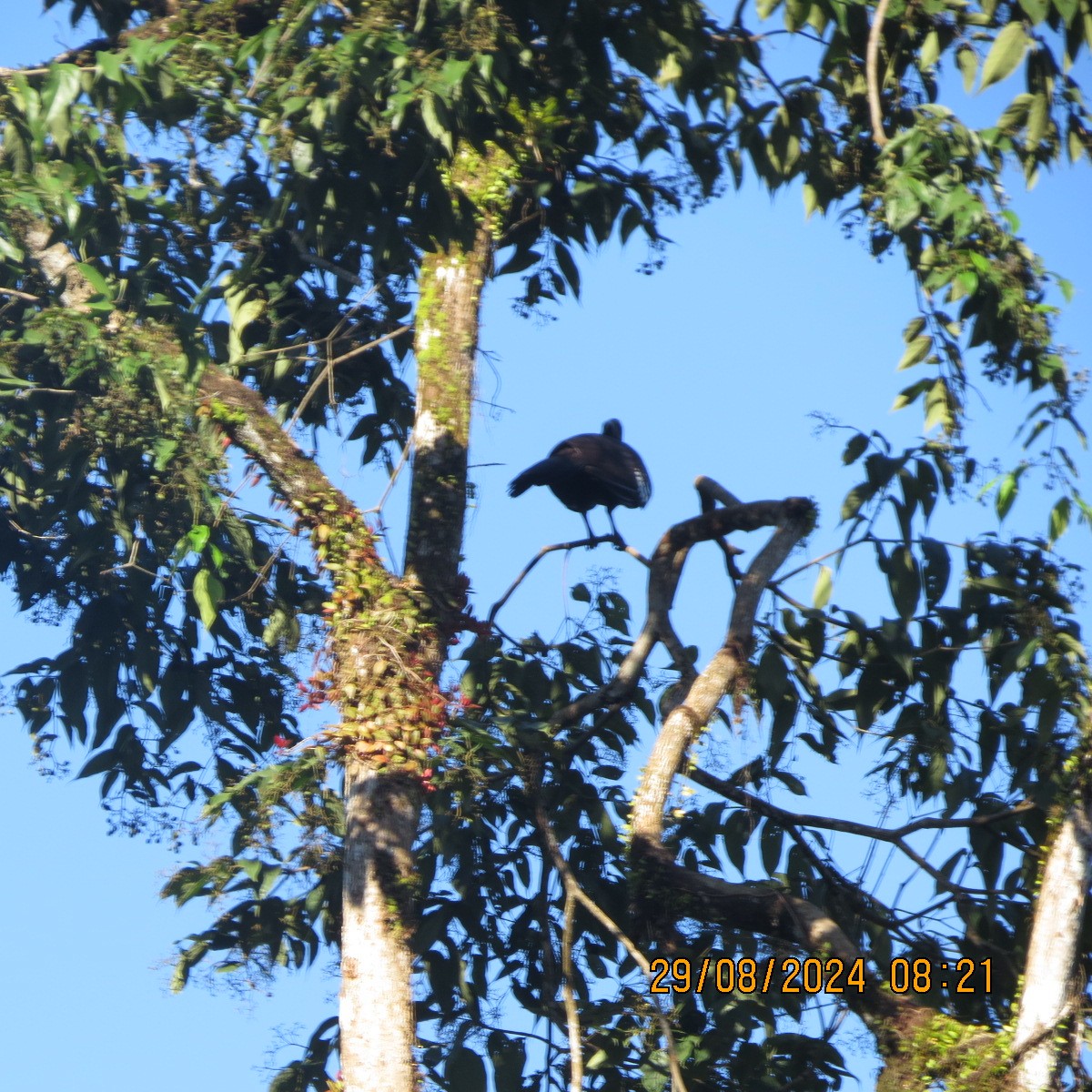 Trinidad Piping-Guan - ML623399543