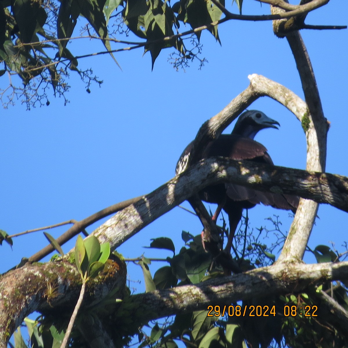 Trinidad Piping-Guan - ML623399546