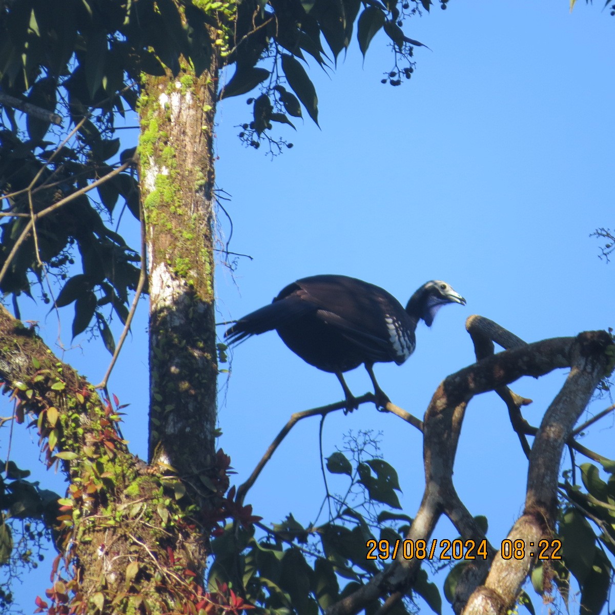 Trinidad Piping-Guan - ML623399548