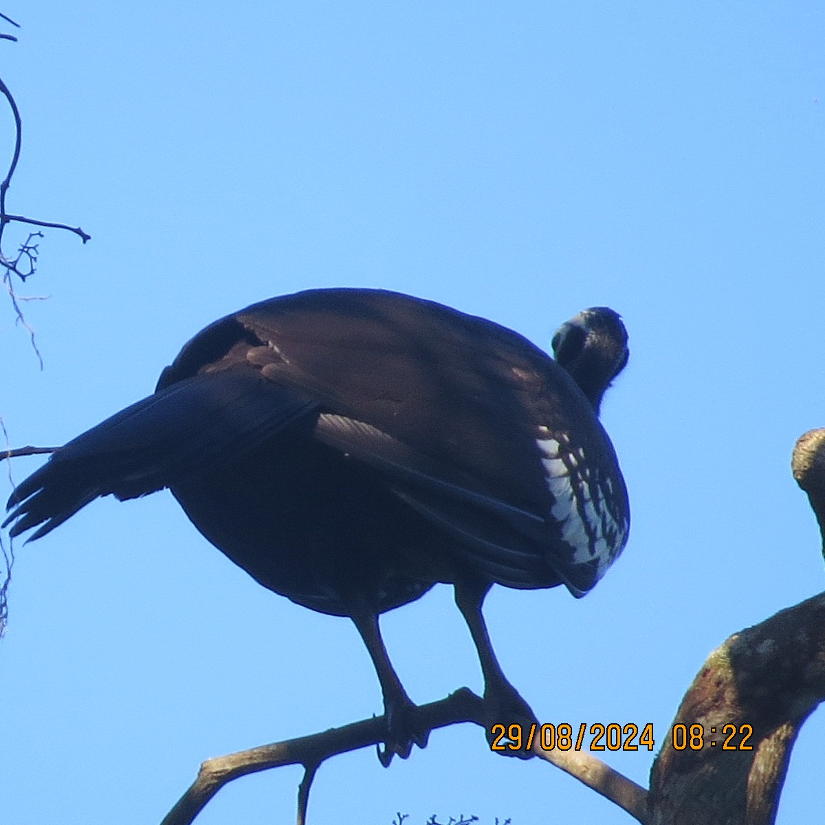 Trinidad Piping-Guan - ML623399549