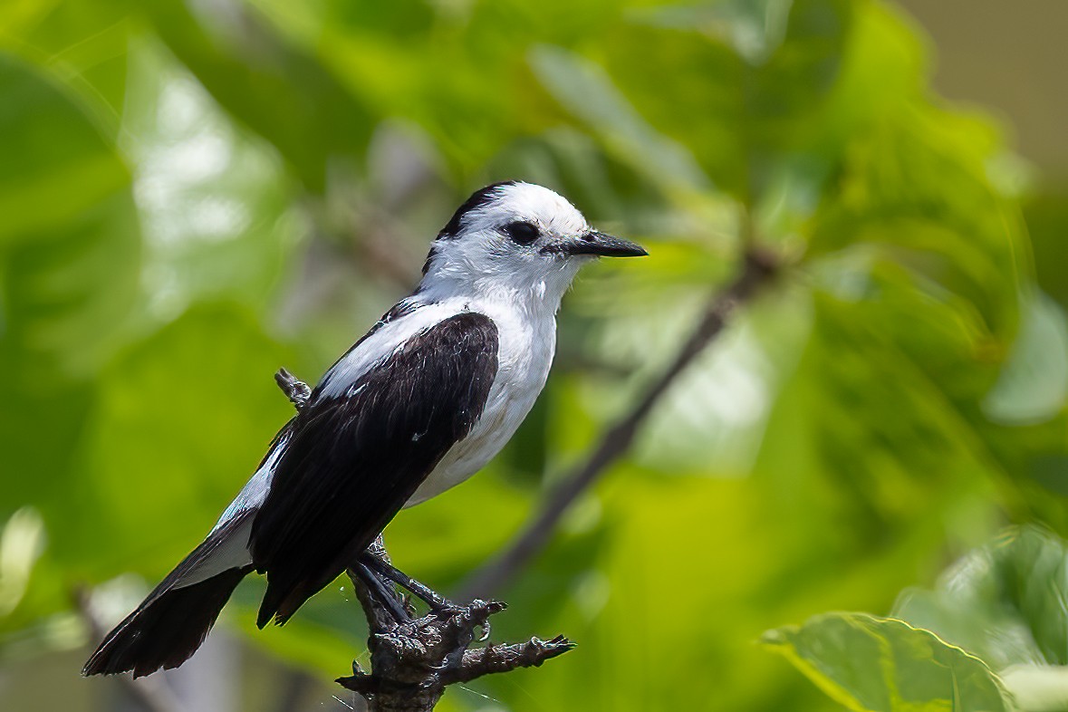 Pied Water-Tyrant - ML623399550