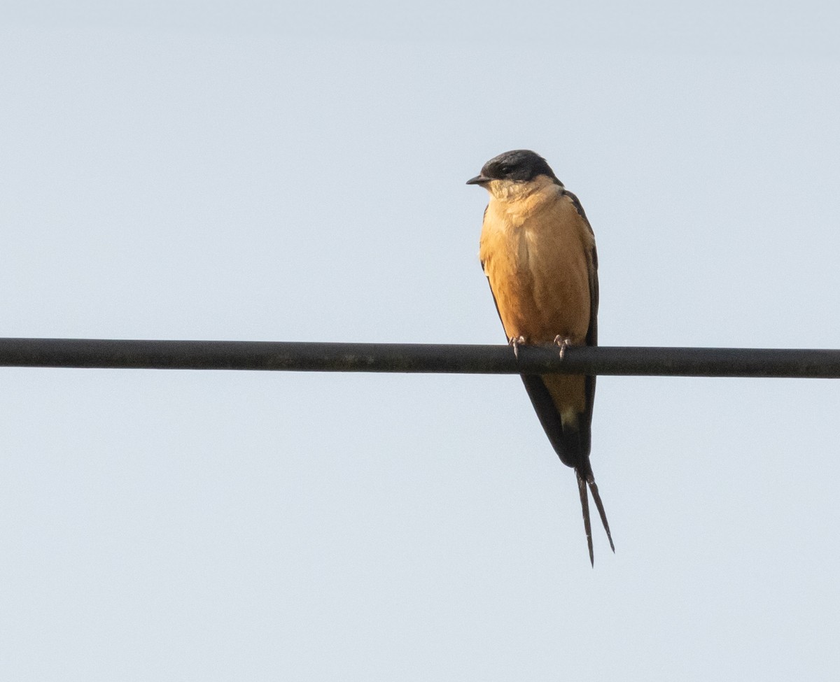 Rufous-chested Swallow - ML623399618