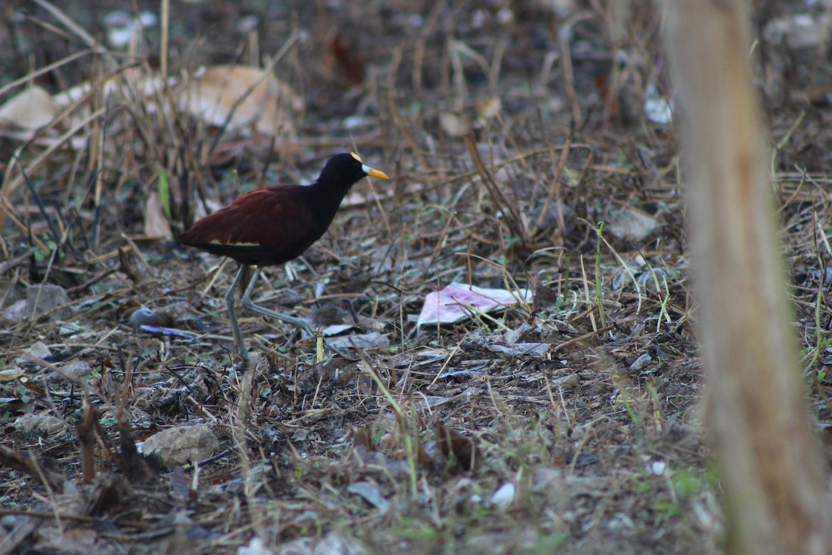 Northern Jacana - ML623399623