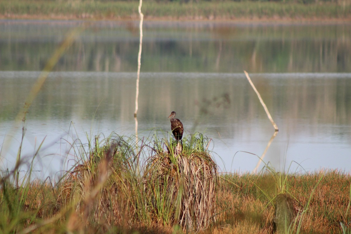 Limpkin - ML623399629