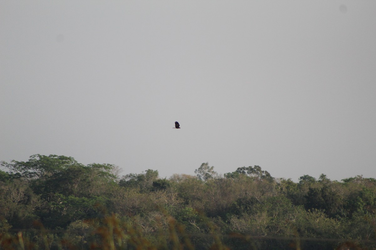 Snail Kite - ML623399671