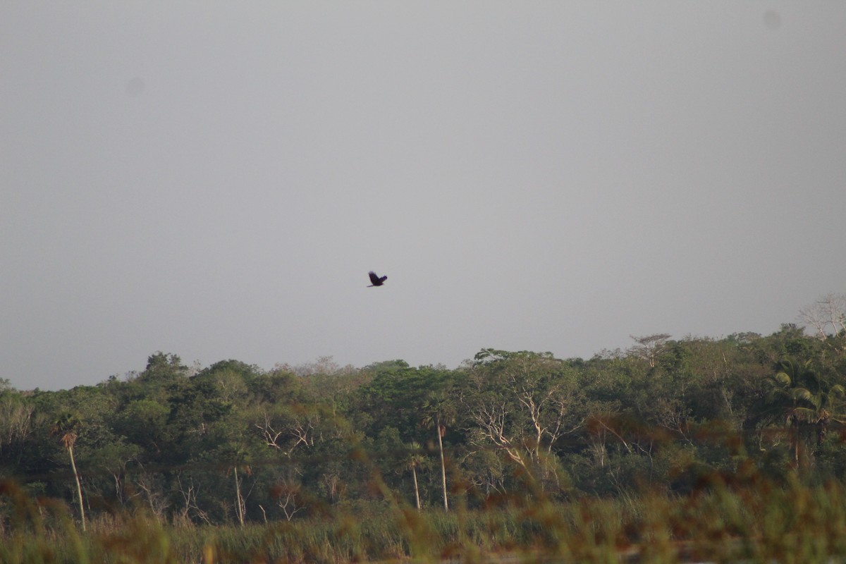 Snail Kite - ML623399672