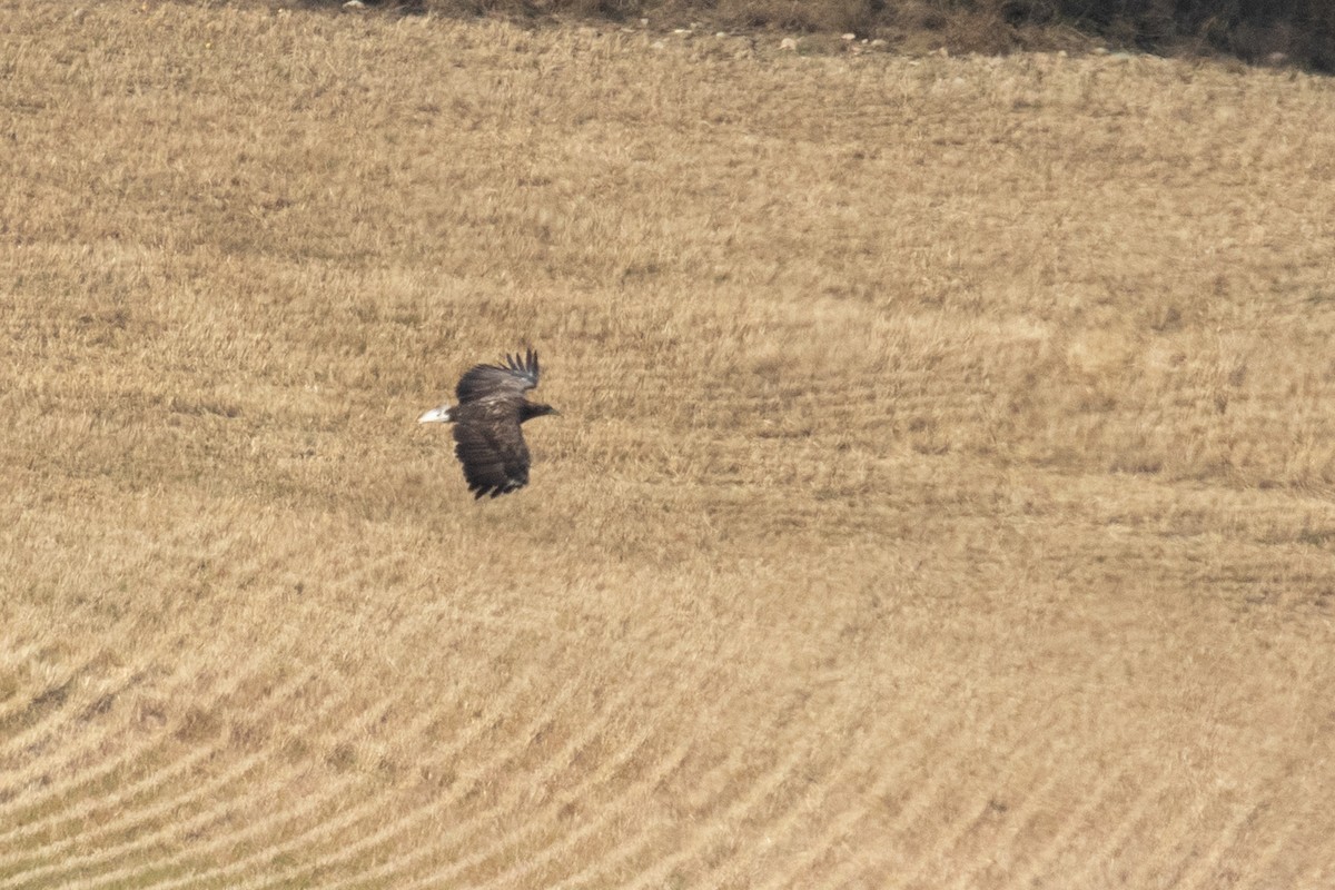 White-tailed Eagle - ML623399688