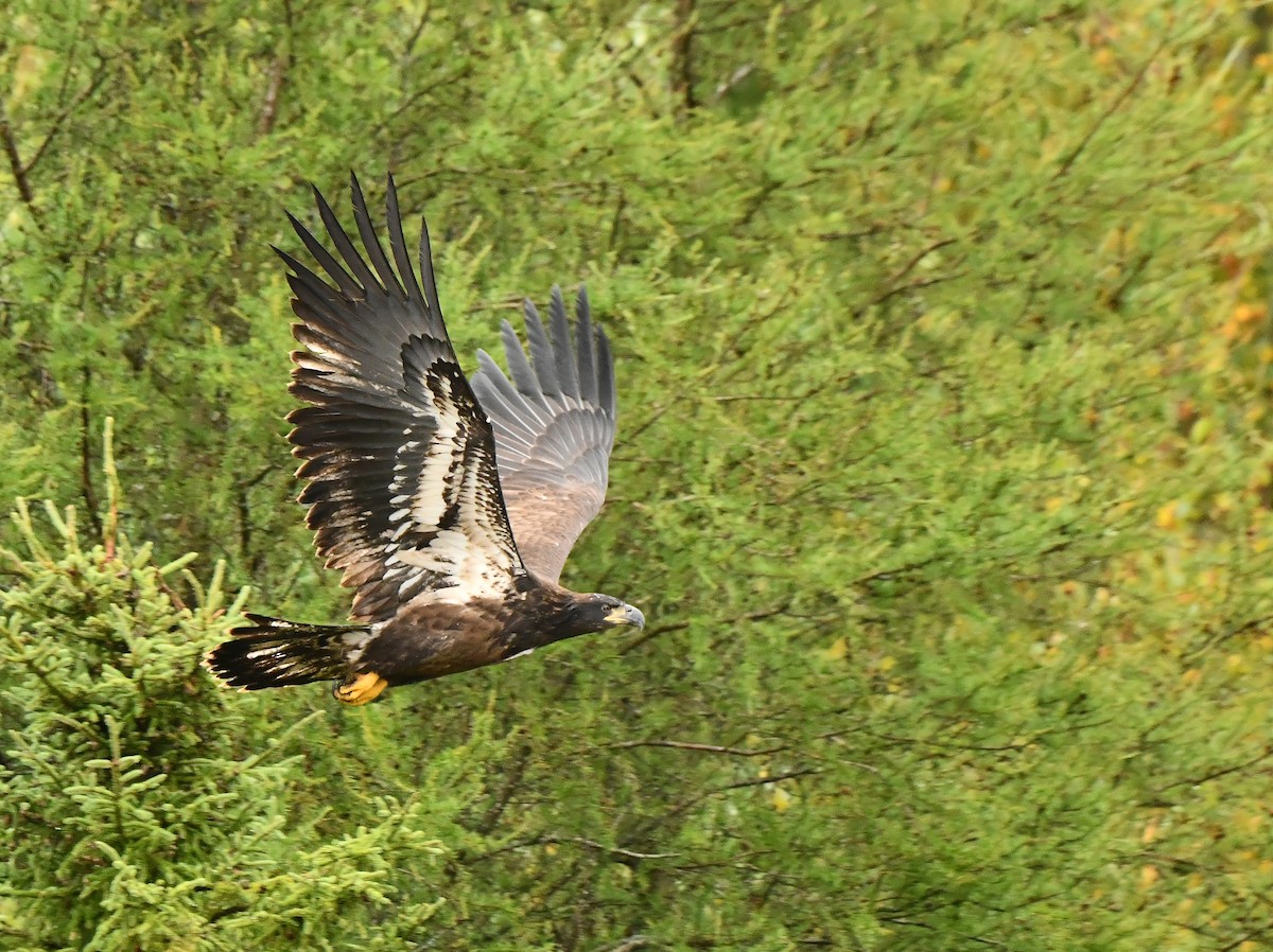 Bald Eagle - ML623399733