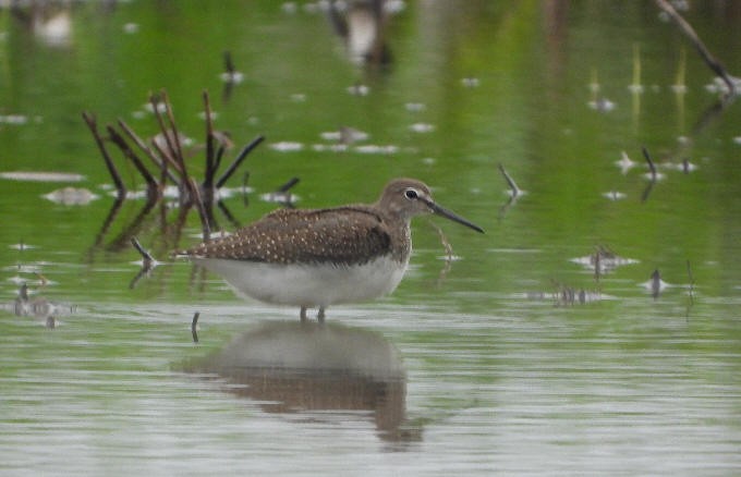 Green Sandpiper - ML623399742