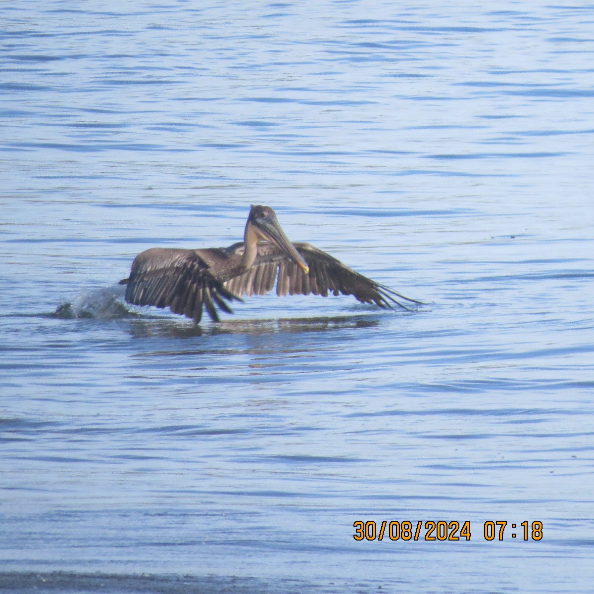 Brown Pelican - ML623399753