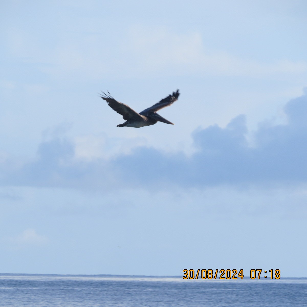 Brown Pelican - ML623399755