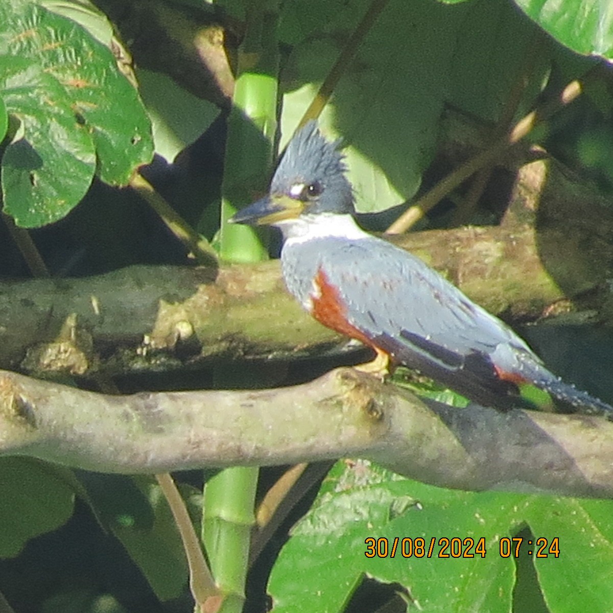 Ringed Kingfisher - ML623399759