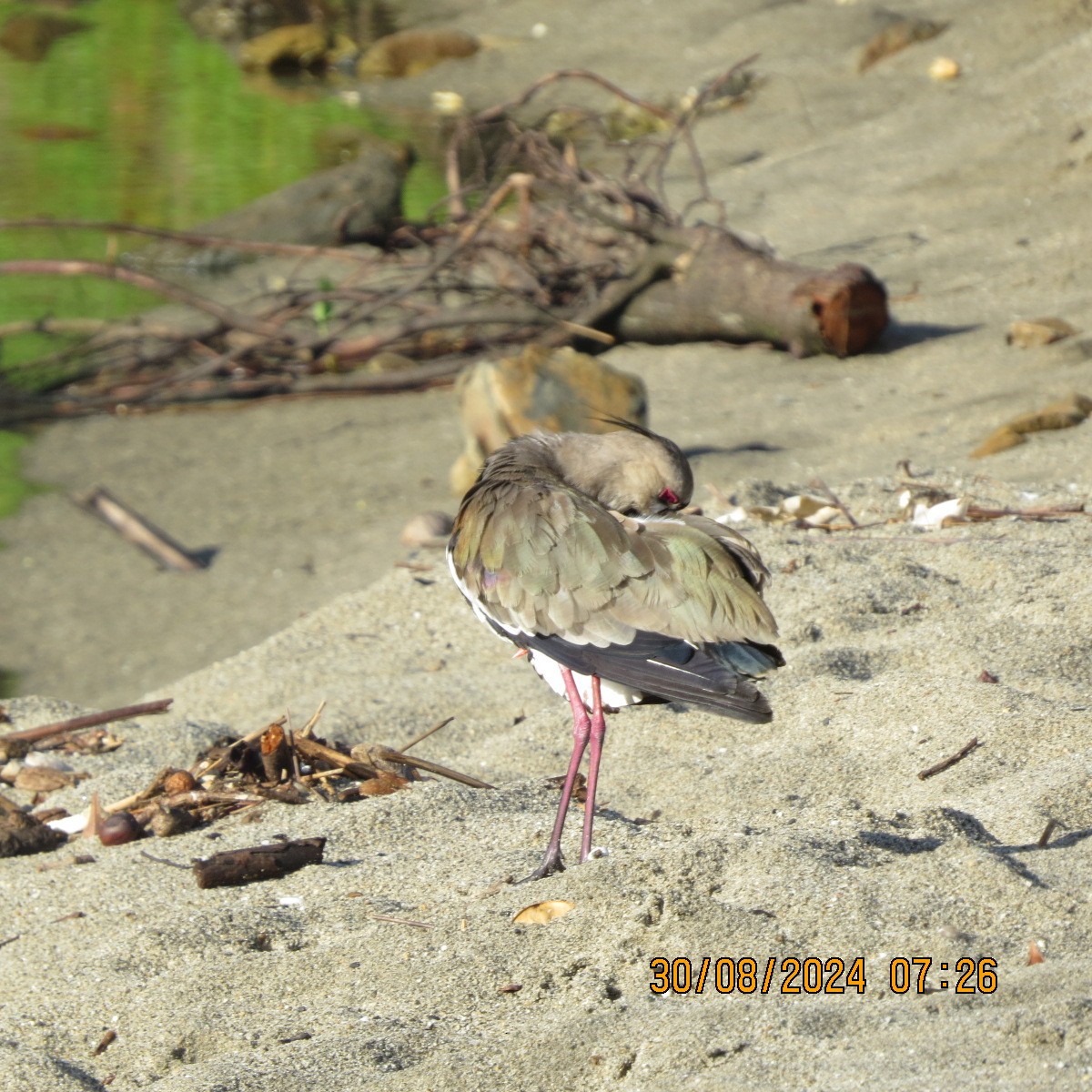 Southern Lapwing - ML623399764