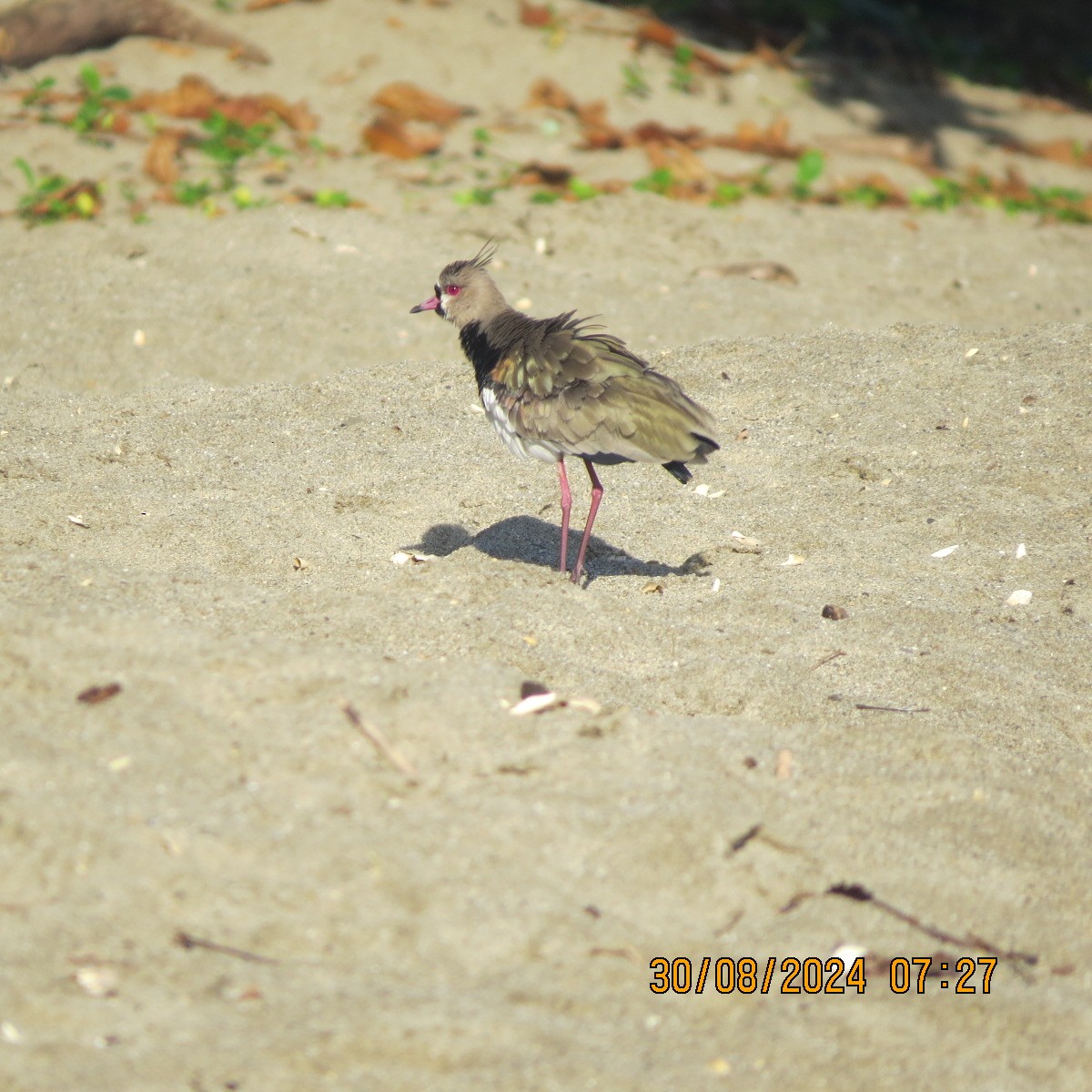 Southern Lapwing - ML623399768