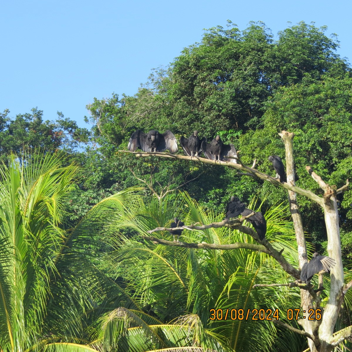 Black Vulture - ML623399787