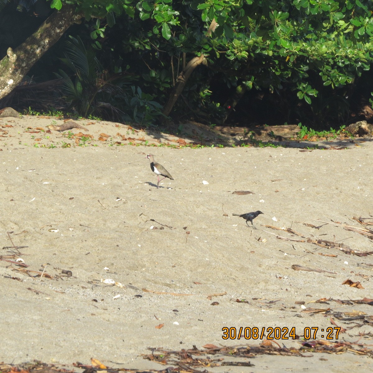 Southern Lapwing - ML623399802