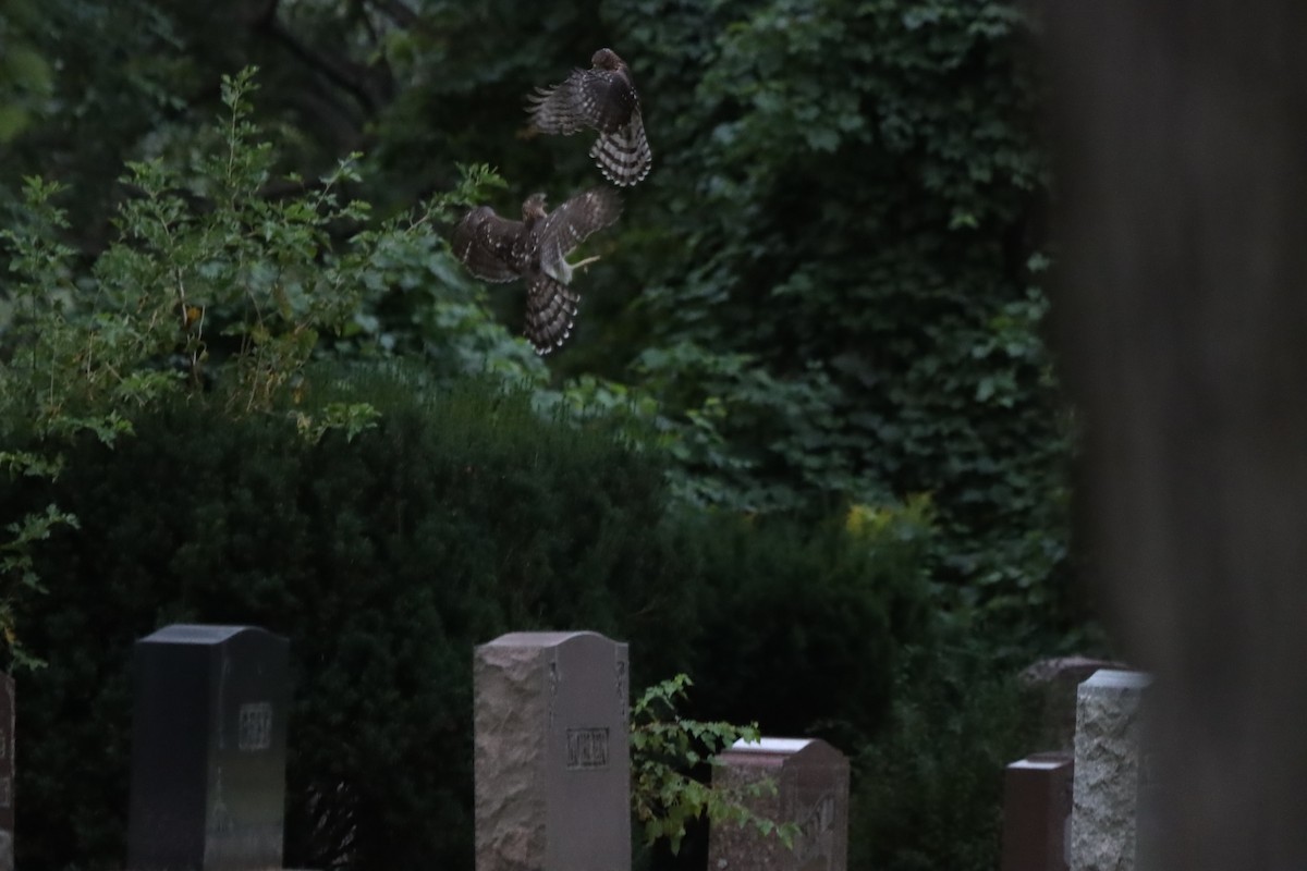 Cooper's Hawk - ML623399820