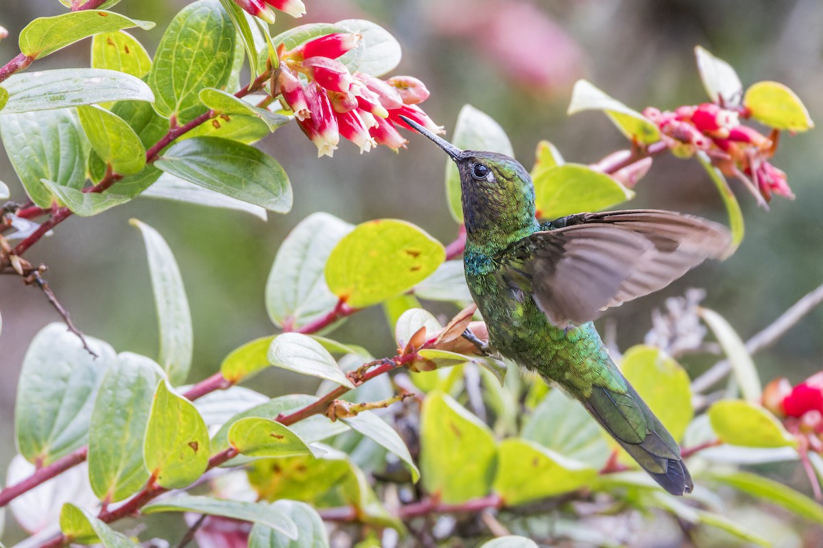 Purple-throated Sunangel - ML623399825