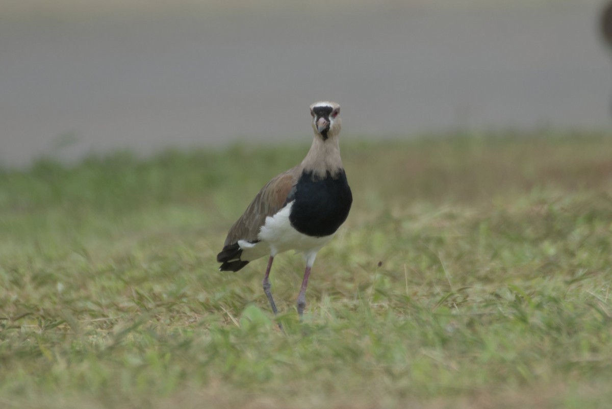 Southern Lapwing - ML623399827