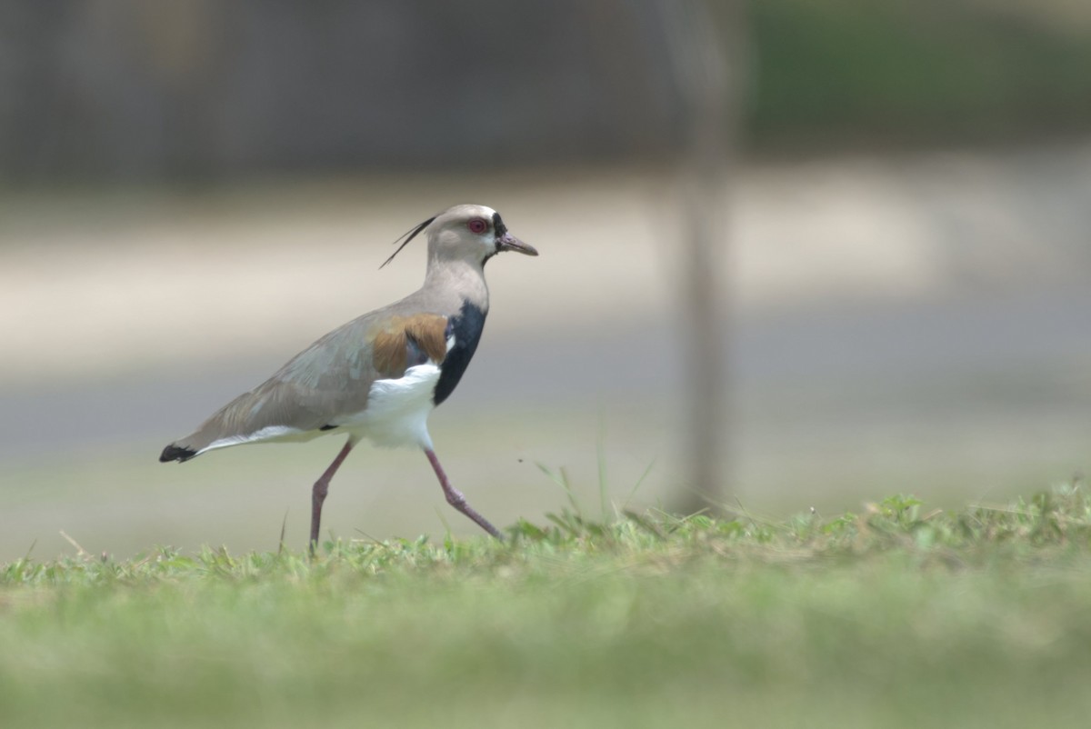 Southern Lapwing - ML623399828