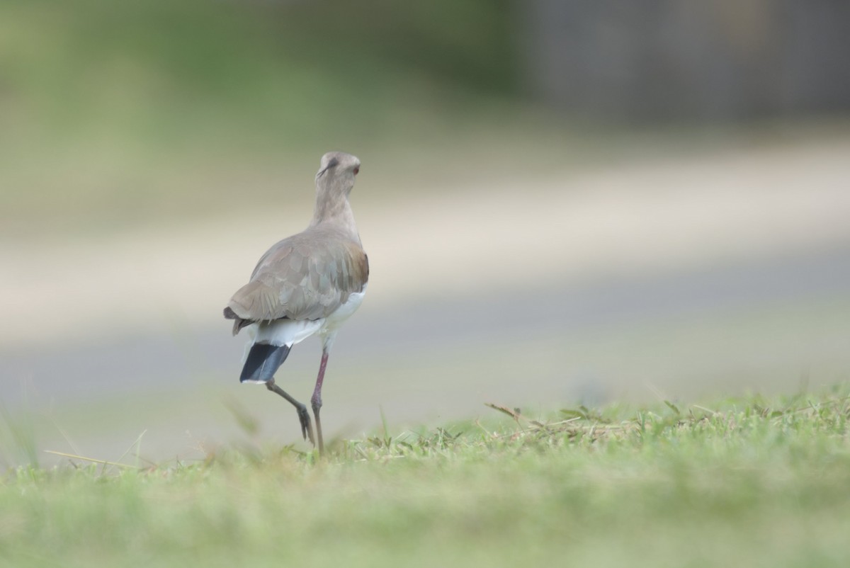 Southern Lapwing - ML623399829