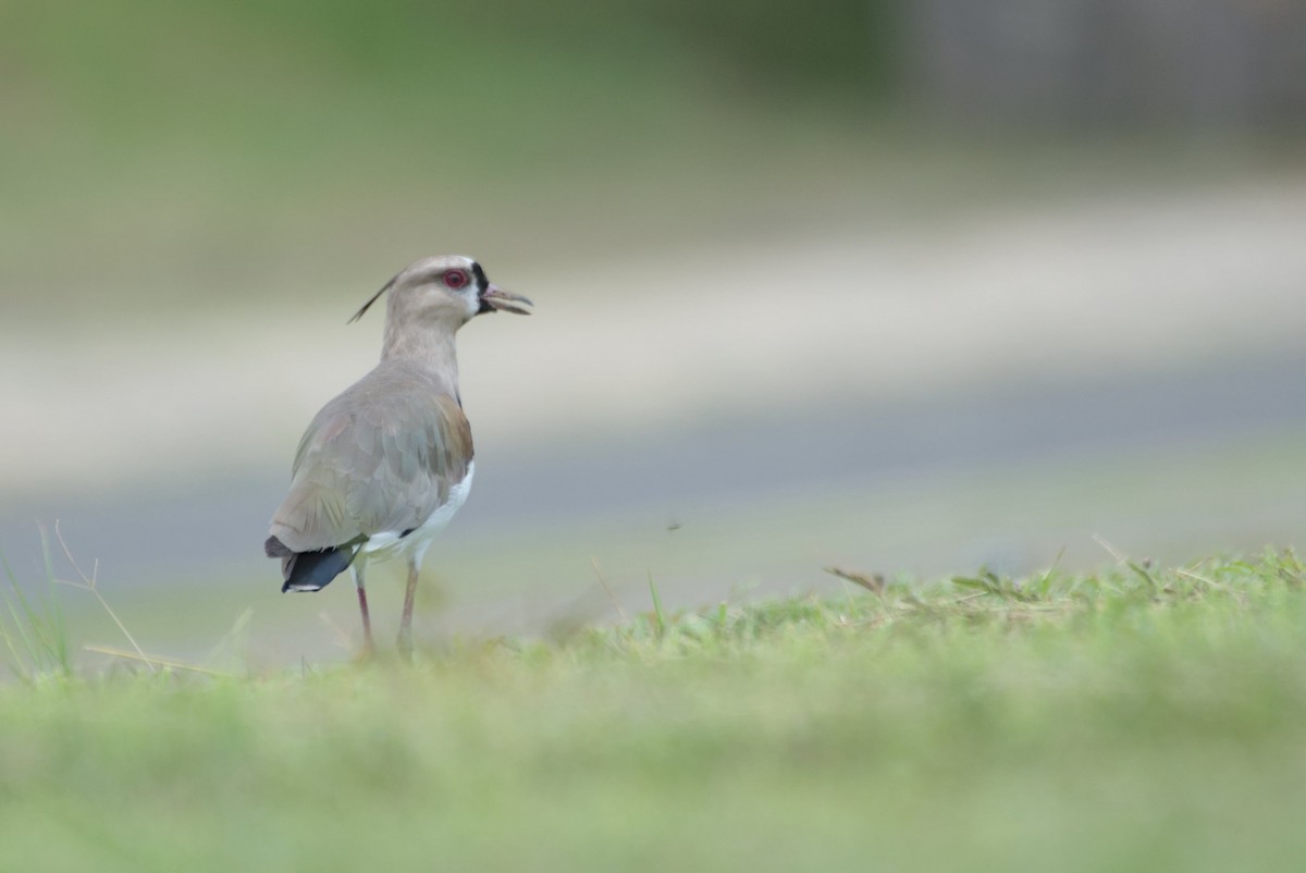 Southern Lapwing - ML623399830