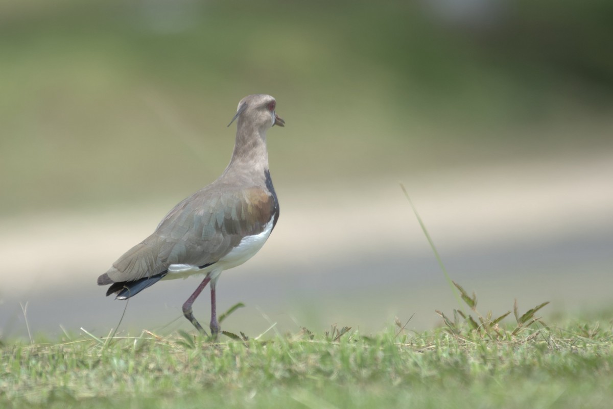 Southern Lapwing - ML623399831