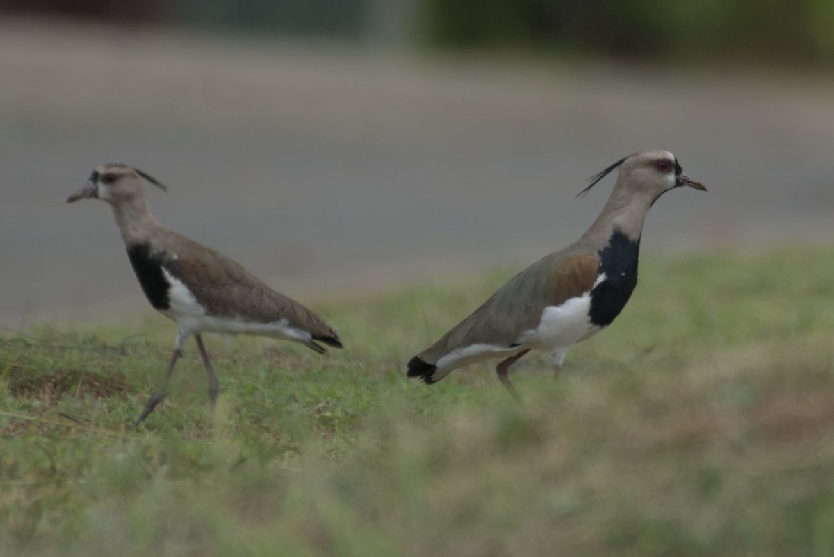 Southern Lapwing - ML623399832