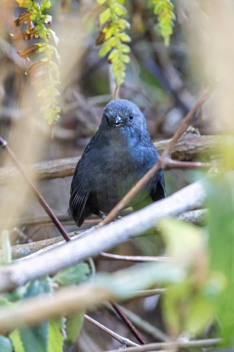 Ash-colored Tapaculo - ML623399843