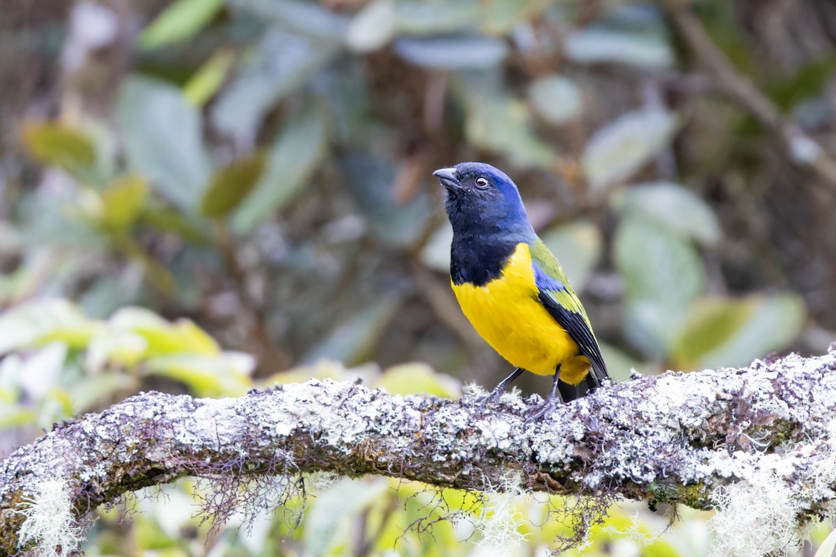 Black-chested Mountain Tanager - ML623399849