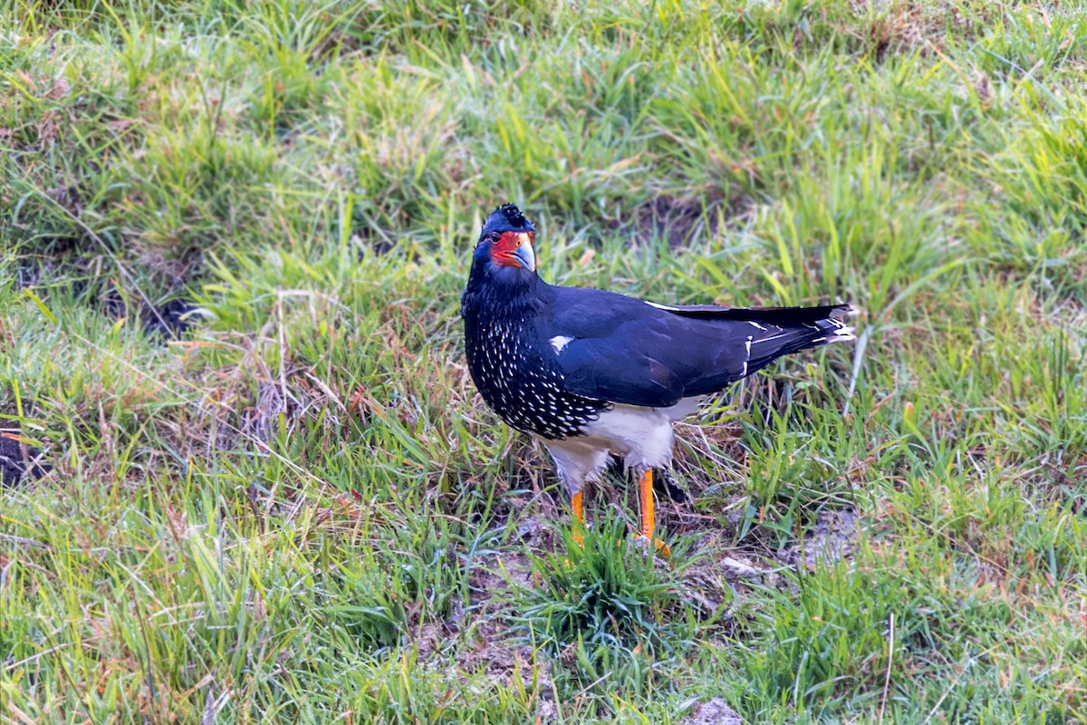 Caracara montagnard - ML623399851