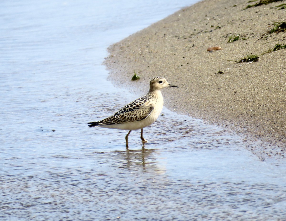 Buff-breasted Sandpiper - ML623399852