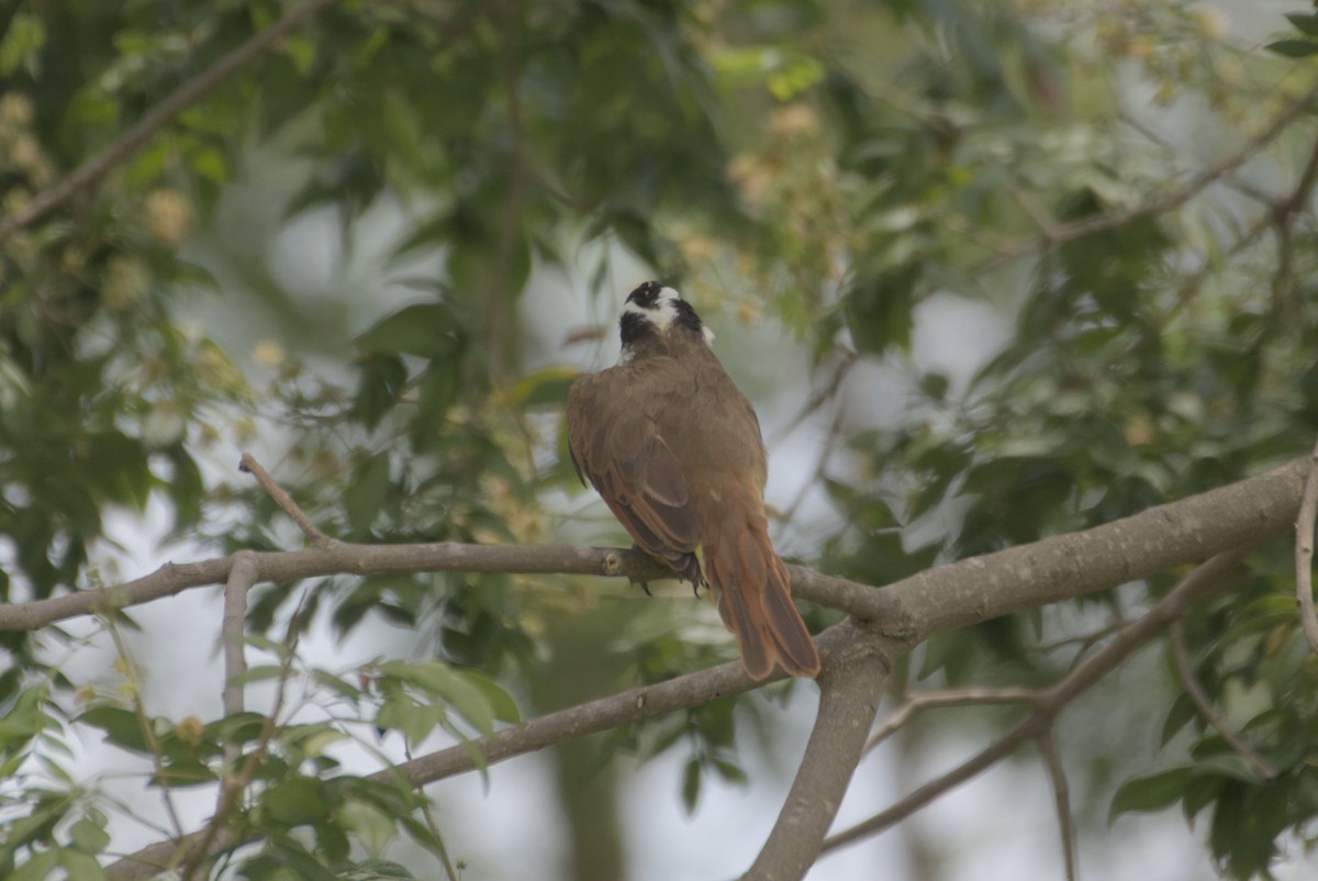 Great Kiskadee - ML623399858