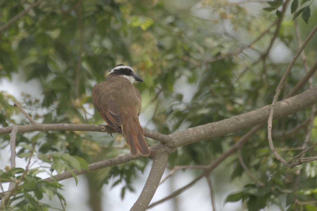 Great Kiskadee - ML623399859